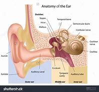 ear trumpet